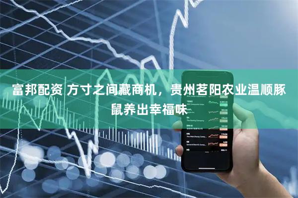 富邦配资 方寸之间藏商机，贵州茗阳农业温顺豚鼠养出幸福味